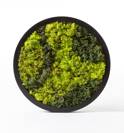 Mosebilde grønn rund Mosebilde grønn rund